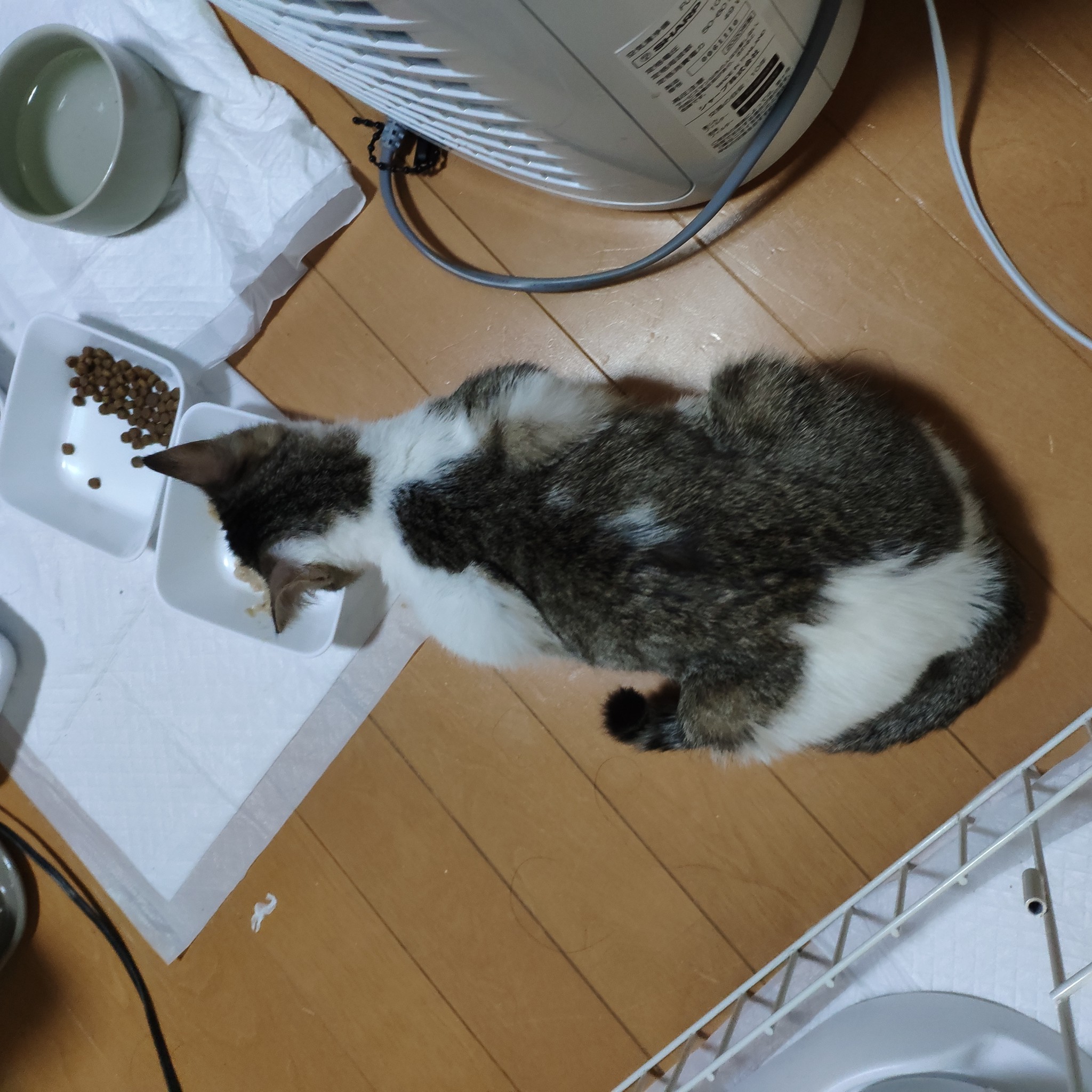 治療16日目 生後半年にして体重2キロ超え 猫カフェなーごなーごショップ 治療16日目 生後半年にして体重2キロ超え 猫カフェなーごなーごショップ