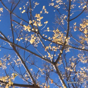 この木何の木 Journey On For Joy