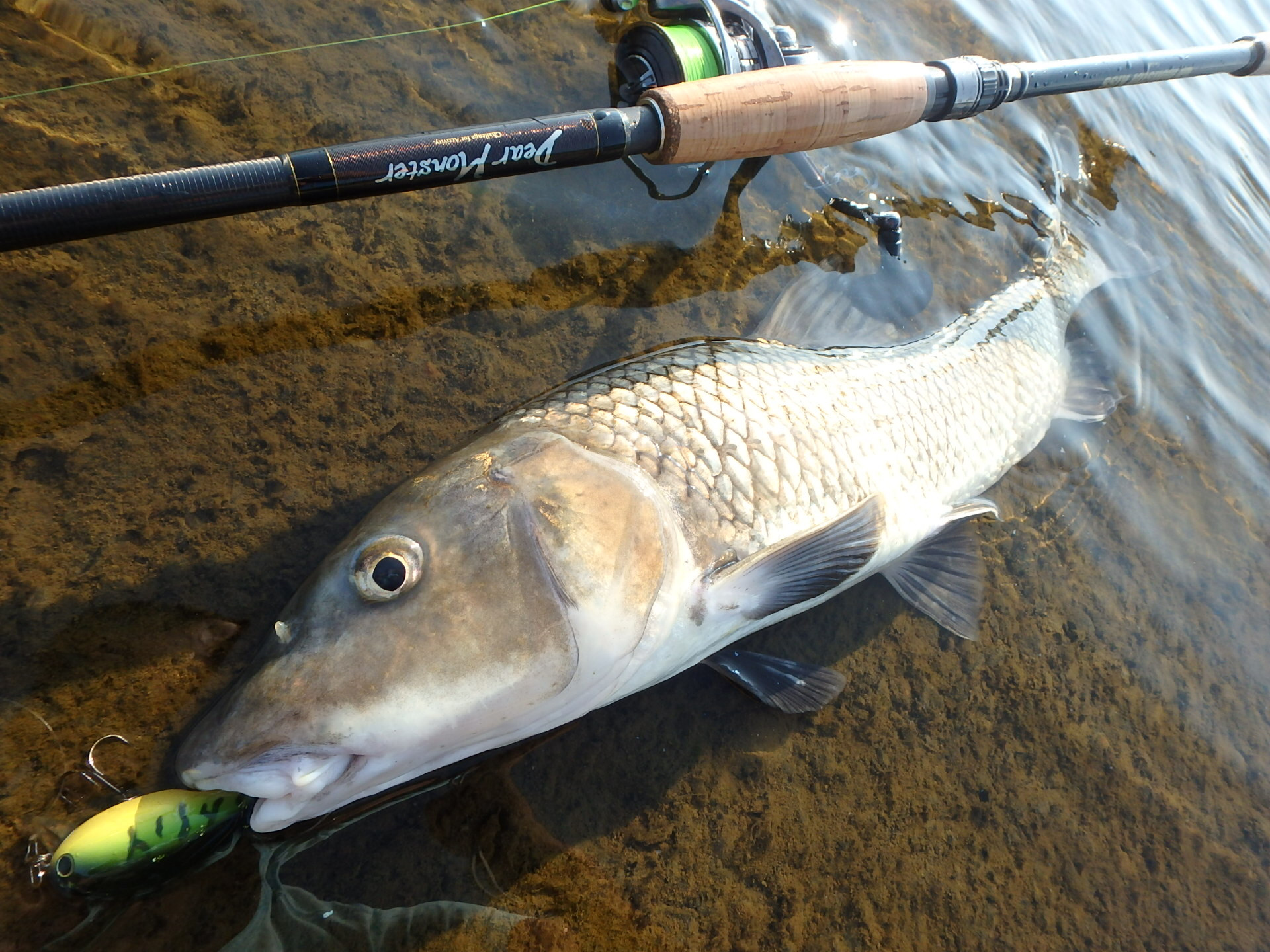 釣果報告 Monster Base