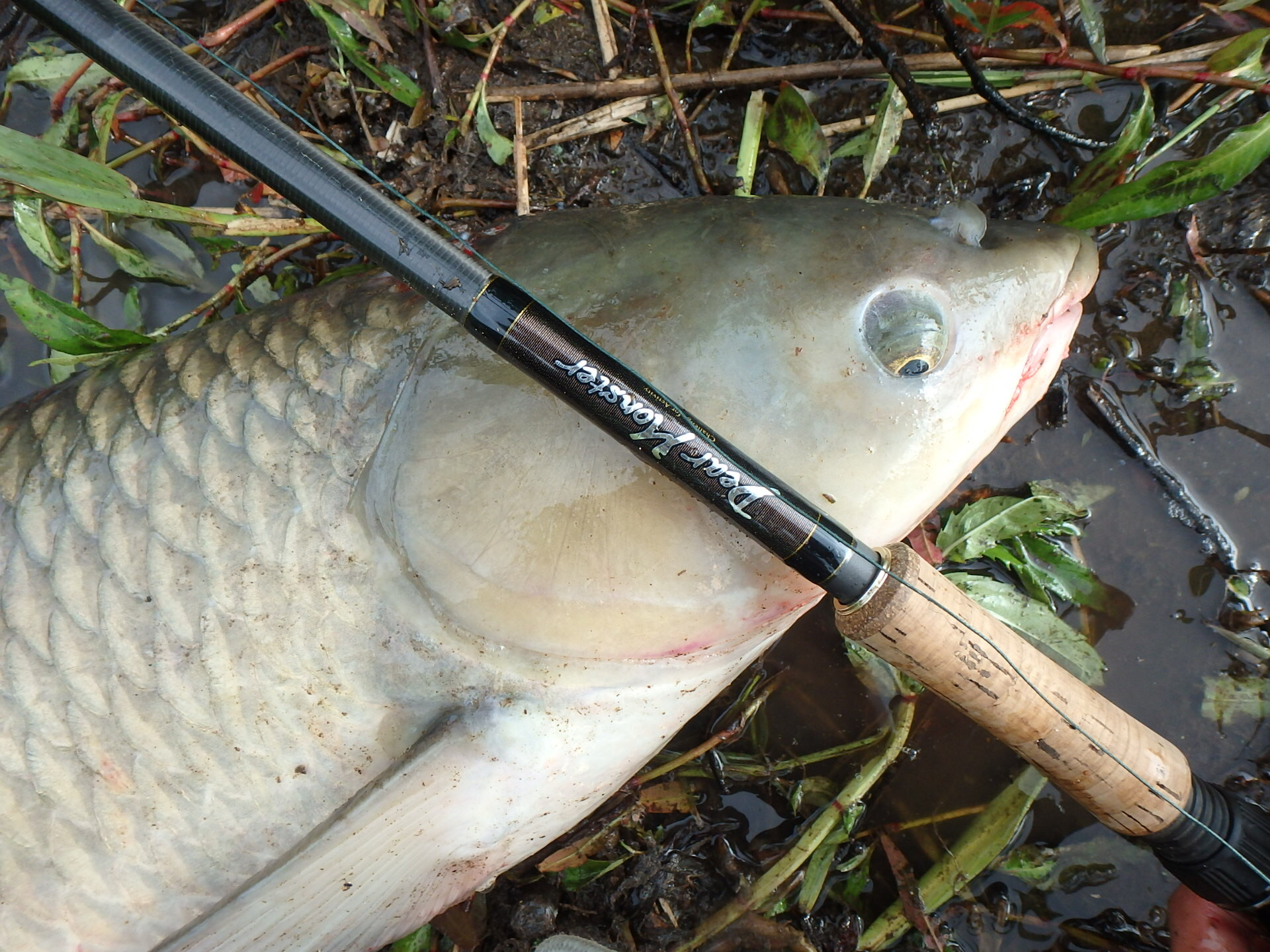 釣果報告 Monster Base