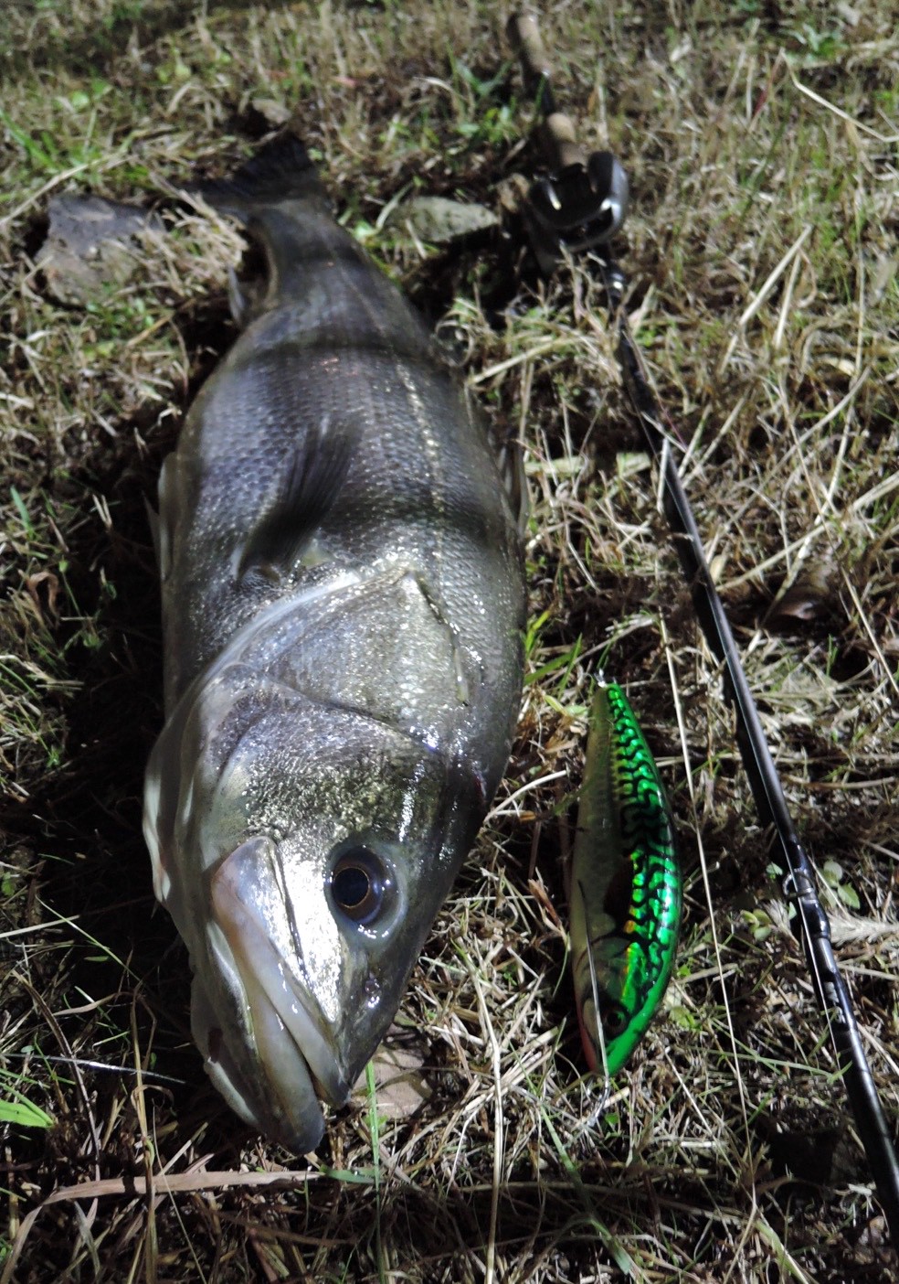 釣果報告 ビックベイトシーバス編 Monster Base