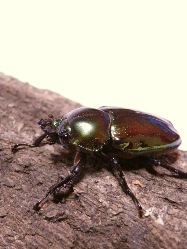 ニジイロクワガタの写真撮影 Byおとめ おとめの工場