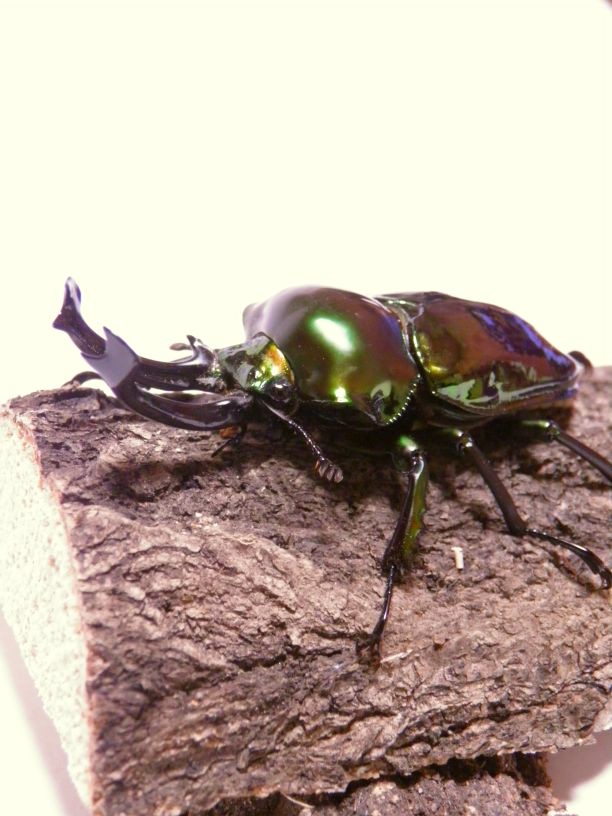 ニジイロクワガタの写真撮影 Byおとめ おとめの工場