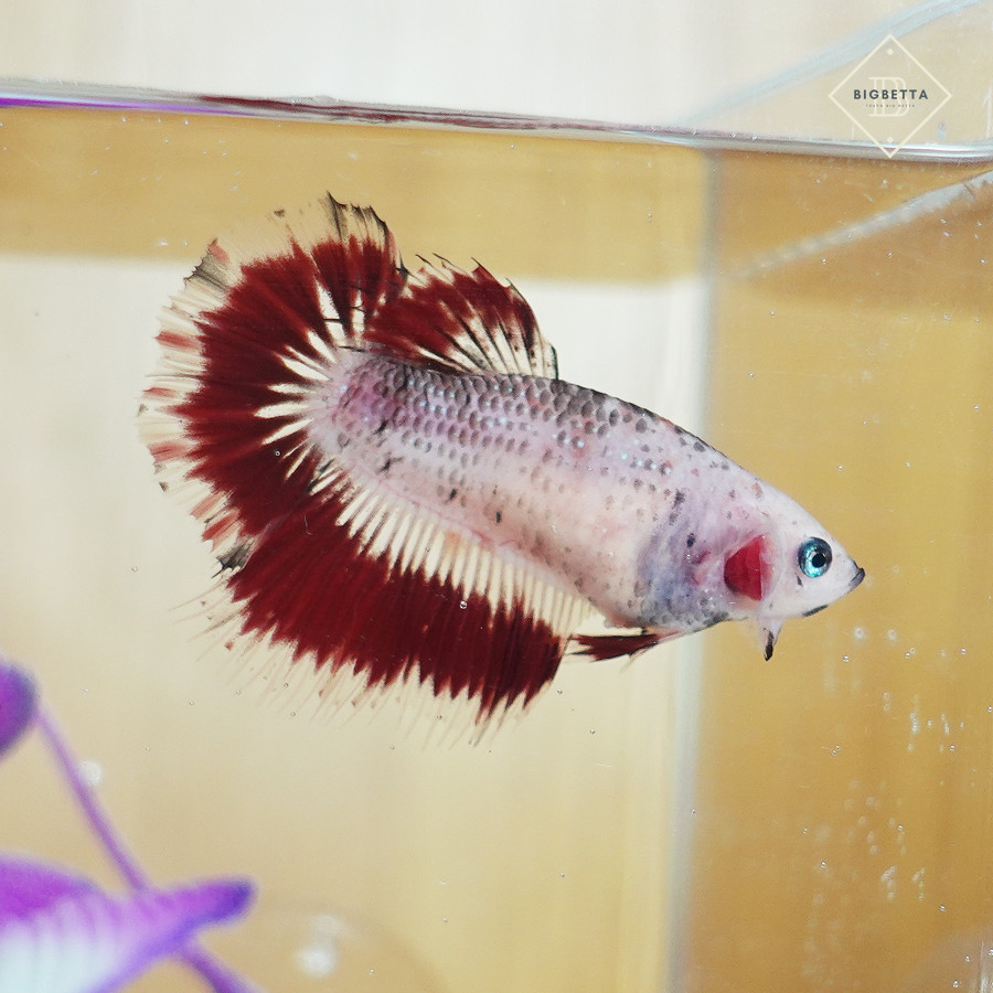ヤフオクにベタ出品を始めました Tokyobigbetta ヤフオクにベタ出品を始めました Tokyobigbetta