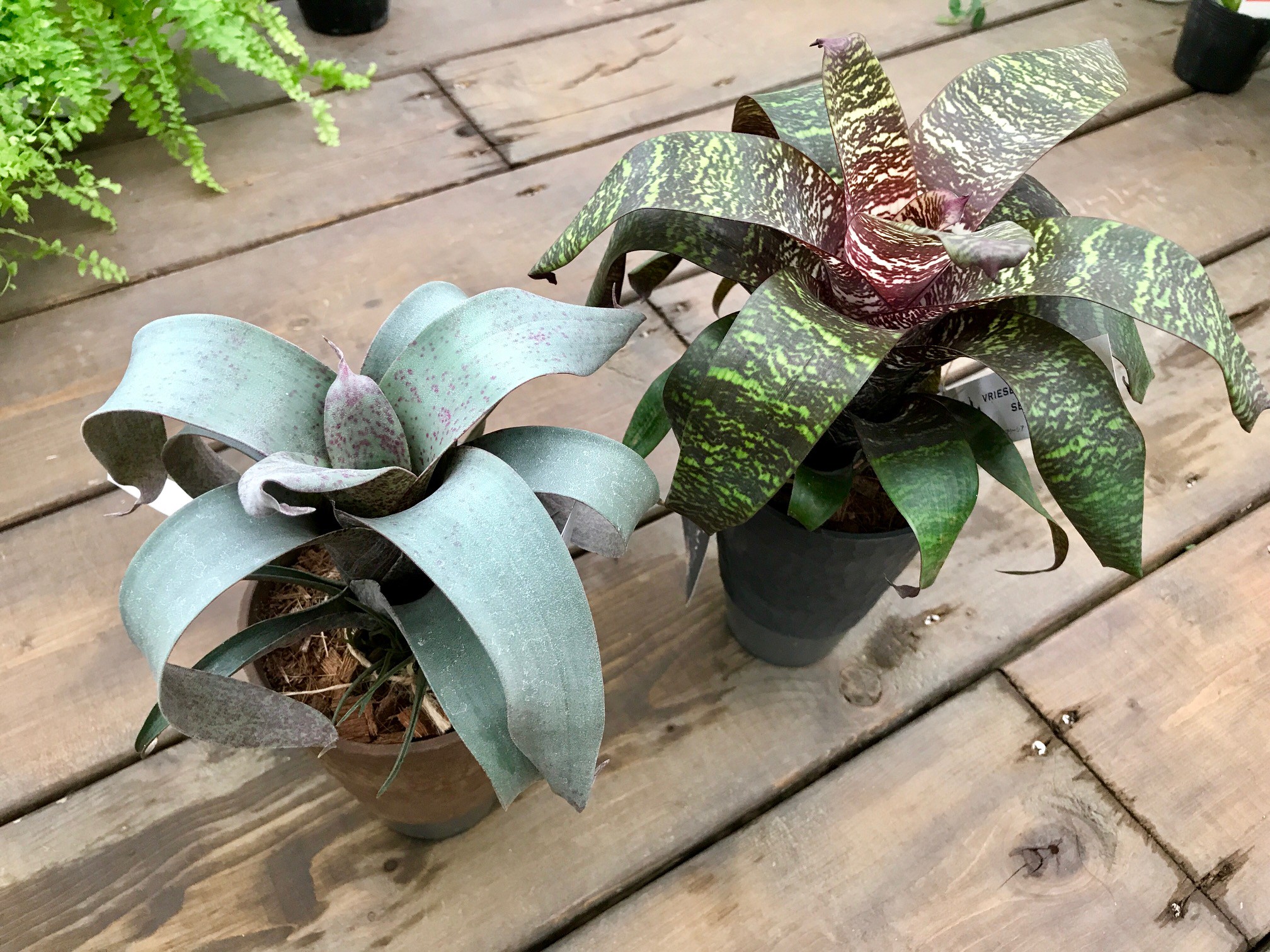 ユーカリグニーポット苗再入荷です 珍しい観葉植物も多数入荷しました Flower Village ユーカリグニーポット苗再入荷です 珍しい観葉植物も多数入荷しました Flower Village