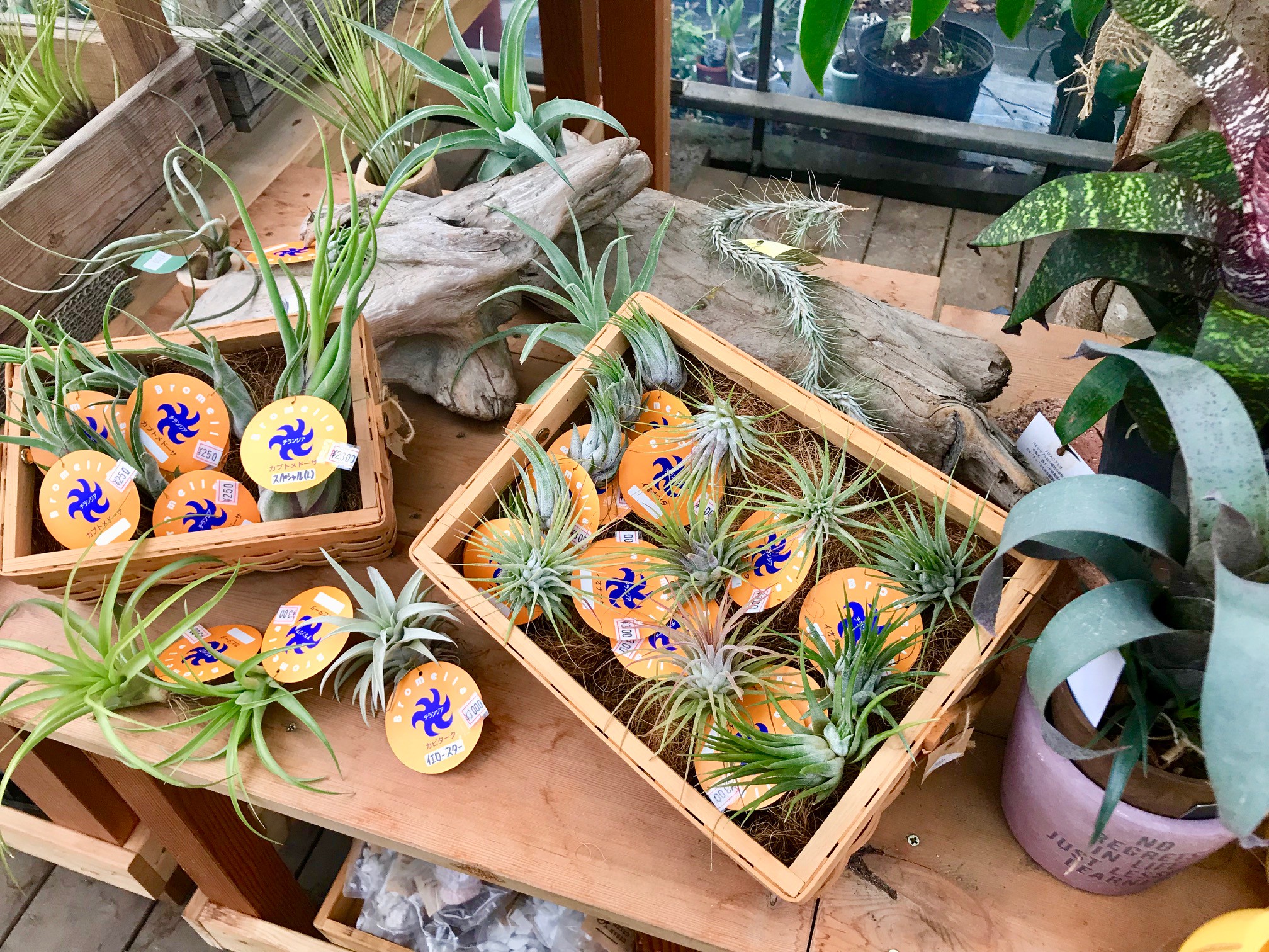 希少品種含むエアープランツが大量入荷です Flower Village 希少品種含むエアープランツが大量入荷です Flower Village