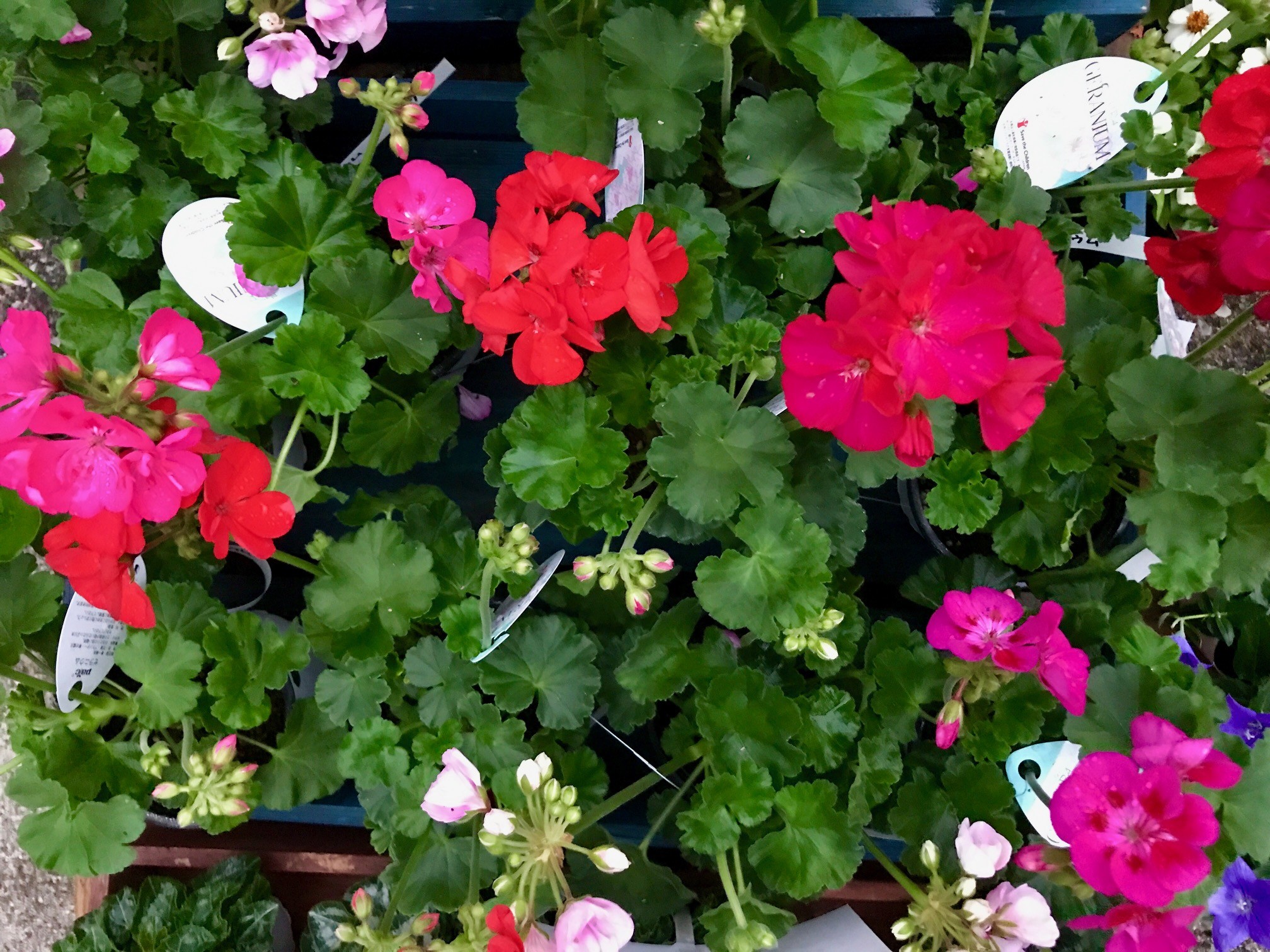 ガーデンシクラメン ゼラニウム レモン 観葉植物 ポット各種入荷です Flower Village ガーデンシクラメン ゼラニウム レモン 観葉植物 ポット各種入荷です Flower Village