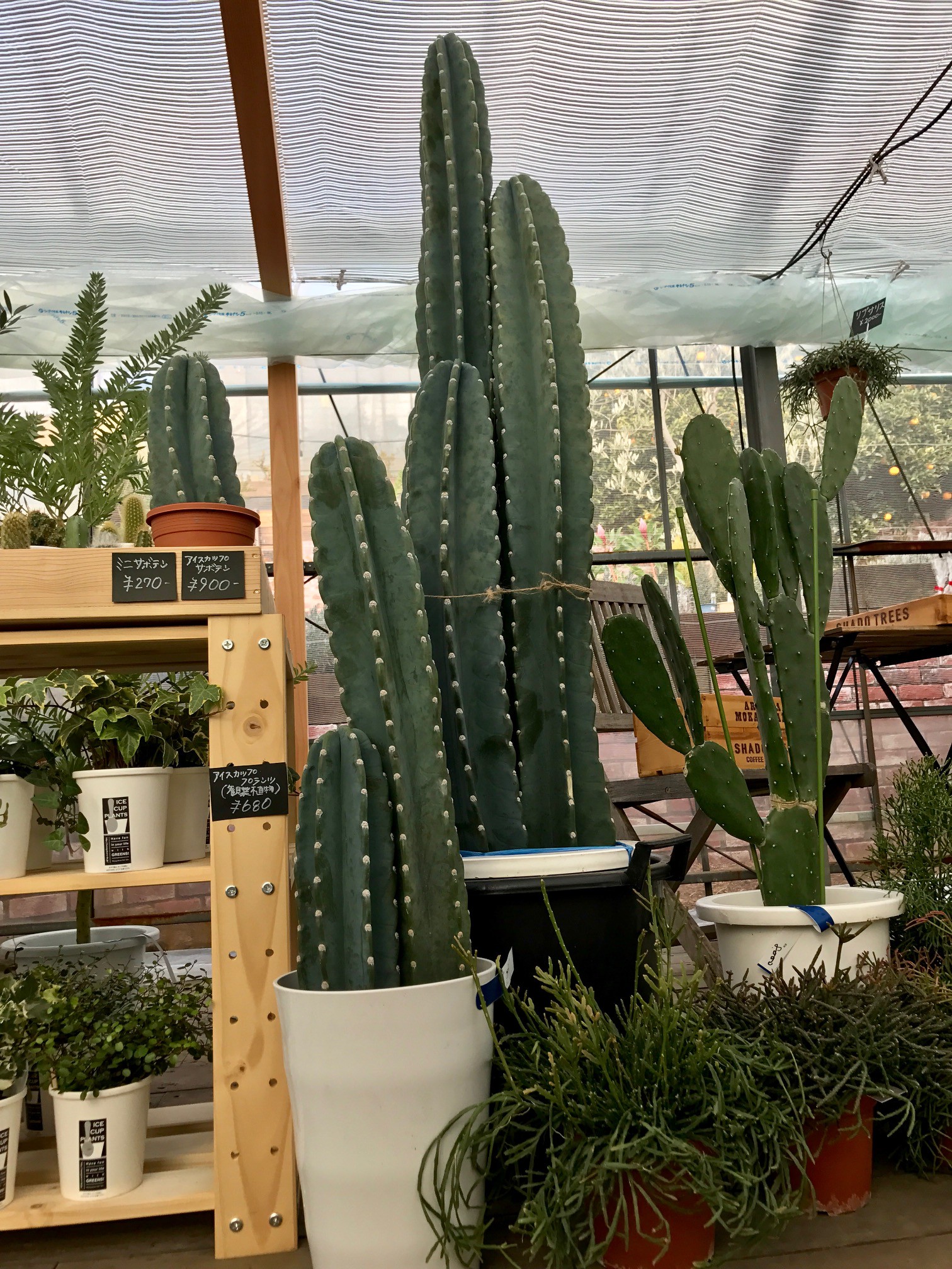 サボテン入荷しました Flower Village サボテン入荷しました Flower Village