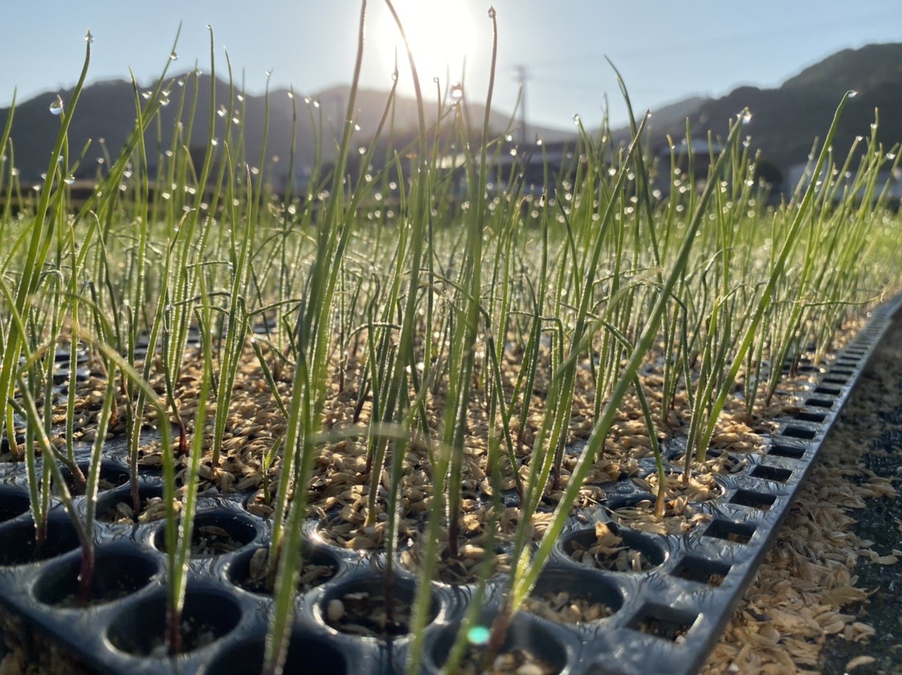淡路島玉ねぎ育苗 原田さんちの甘々玉ねぎ