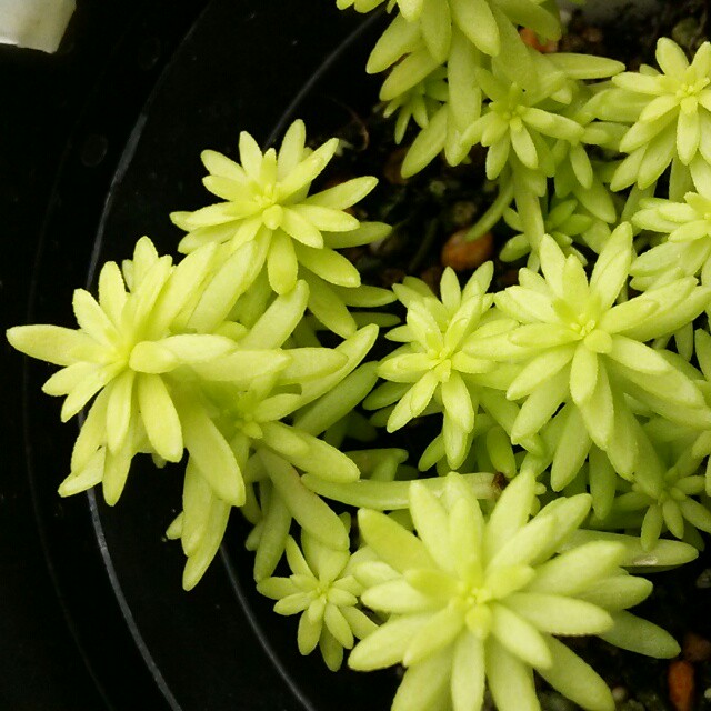 ミモザ色に心踊る 屋外でカーペットを作れる夢のような多肉植物 セダム ミモザ Hanazukin 花ずきん 農家直送の花苗 シンビジュームの花束 ミモザ色に心踊る 屋外でカーペットを作れる夢のような多肉植物 セダム ミモザ Hanazukin 花ずきん 農家直送の花苗 シンビジュームの花束