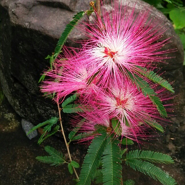ピンク色のケサランパサラン 鮮やかな花がふわふわでかわいいウンナンネムノキ Hanazukin 花ずきん 農家直送の花苗 シンビジュームの花束 ピンク色のケサランパサラン 鮮やかな花がふわふわでかわいいウンナンネムノキ Hanazukin 花ずきん 農家直送の花苗 シンビジュームの花束