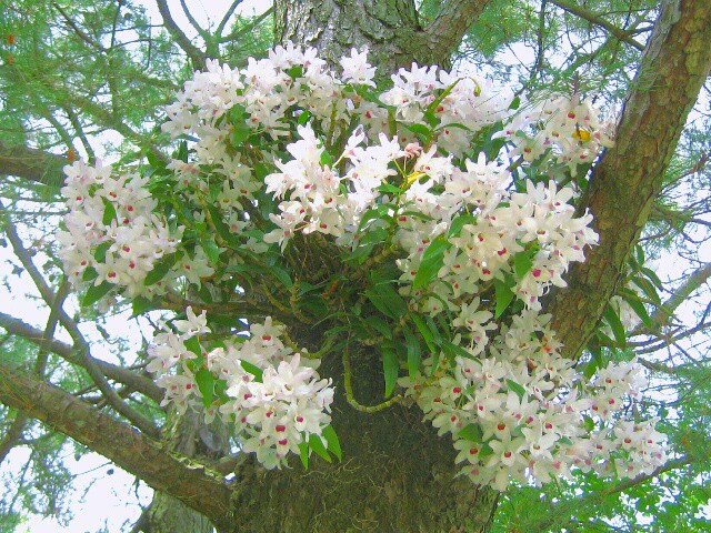 初霜の降りる頃から咲く デンドロビューム初霜の花を楽しみませんか Hanazukin 花ずきん 農家直送の花苗 シンビジュームの花束