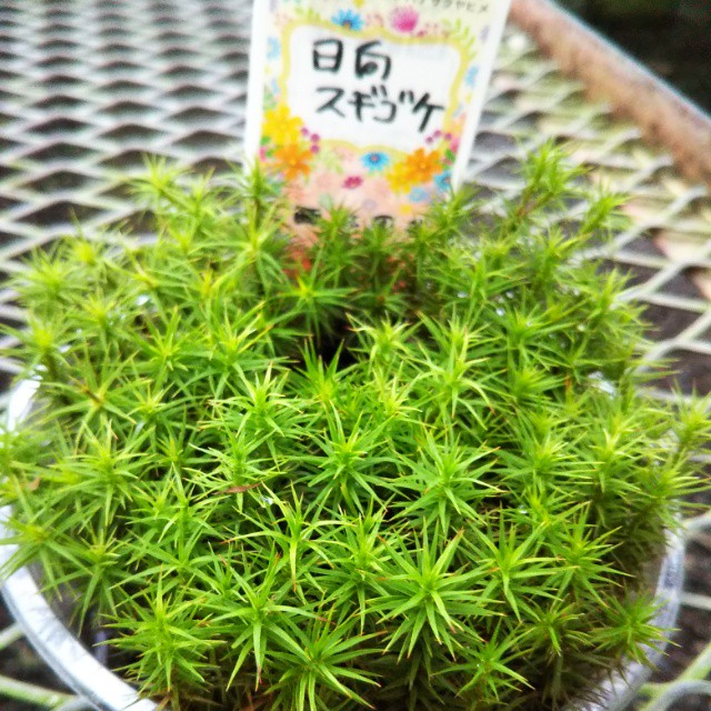 日向スギゴケ お買い時です Hanazukin 花ずきん 農家直送の花苗 シンビジュームの花束