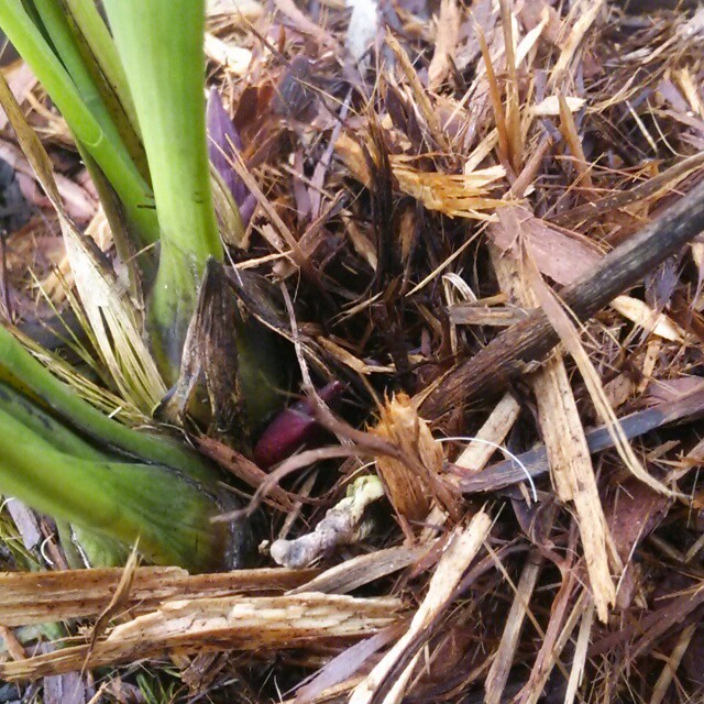 キンリョウヘン 花芽があがっています hanazukin 花ずきん 農家直送の花苗 シンビジュームの花束