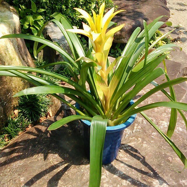 まるで夏の夜空の花火のよう 長持ちで刺激的なアナナスの切り花 Hanazukin 花ずきん 農家直送の花苗 シンビジュームの花束