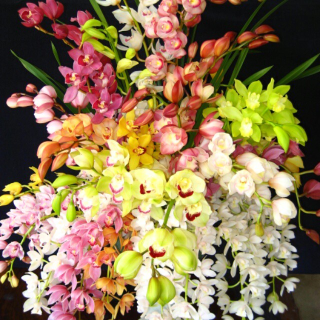 今季もやります 西都園芸オリジナル シンビジュームの切り花 Hanazukin 花ずきん 農家直送の花苗 シンビジュームの花束 今季もやります 西都園芸オリジナル シンビジュームの切り花 Hanazukin 花ずきん 農家直送の花苗 シンビジュームの花束