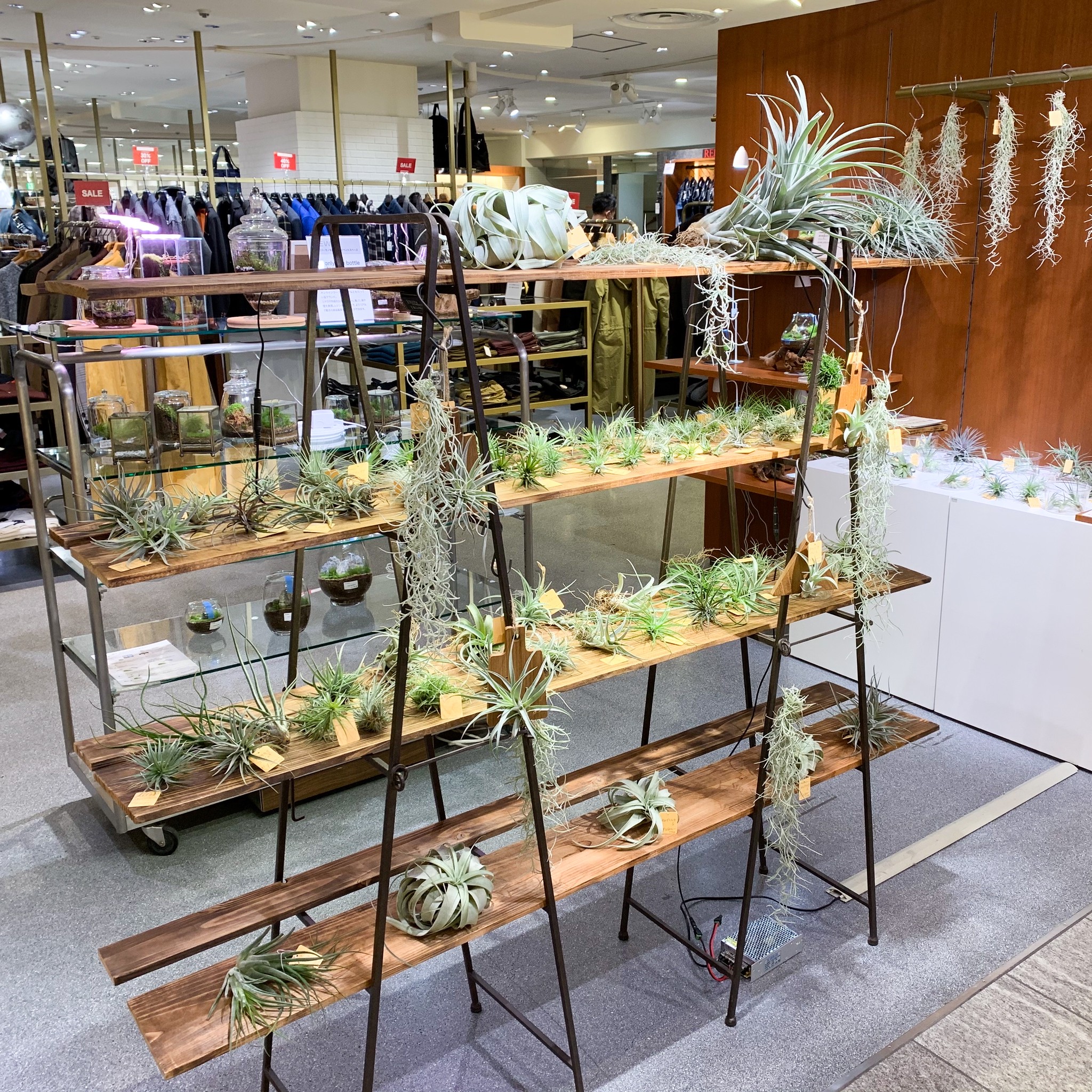 池袋西武百貨店 植物イベントfeel Green Labo 開催 Feel The Garden 池袋西武百貨店 植物イベントfeel Green Labo 開催 Feel The Garden