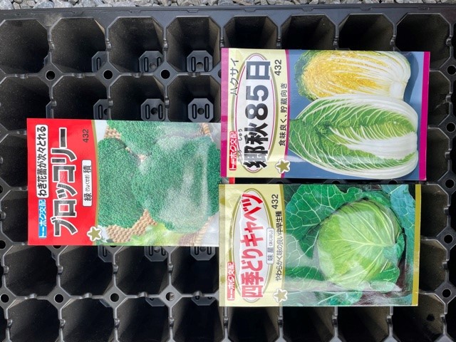 8月23日 播種 Shop Mos