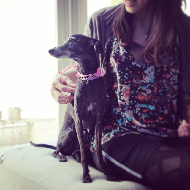 ペットコラージュはじめました Kyoco Mori