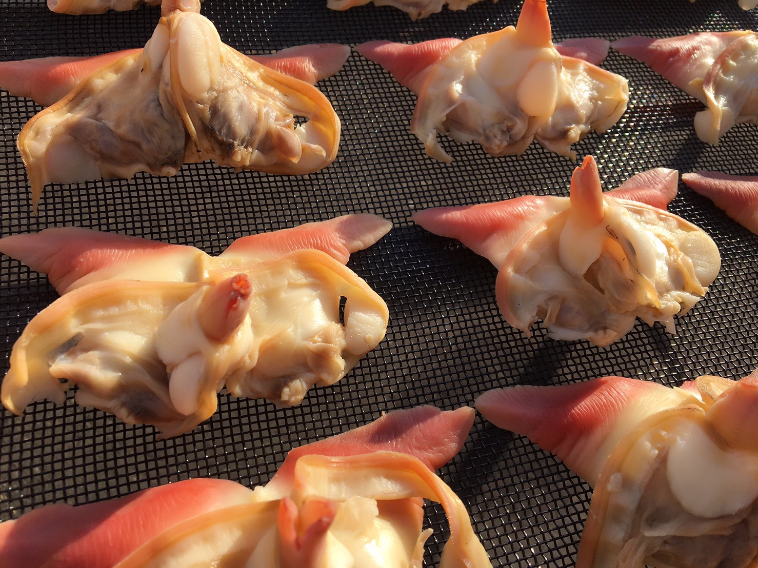 干しホッキ貝 名取閖上港 魚匠 鈴栄 ギョショウ スズエイ