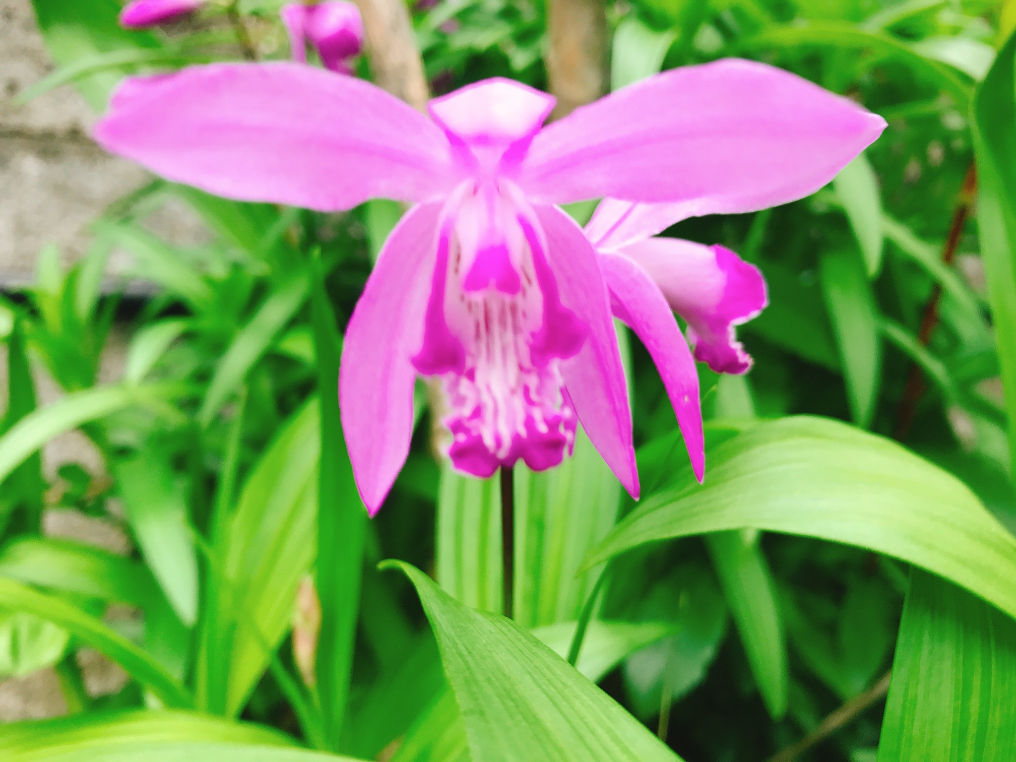 紫の蘭の花が咲き始めてきた Mimoza ミモザshop