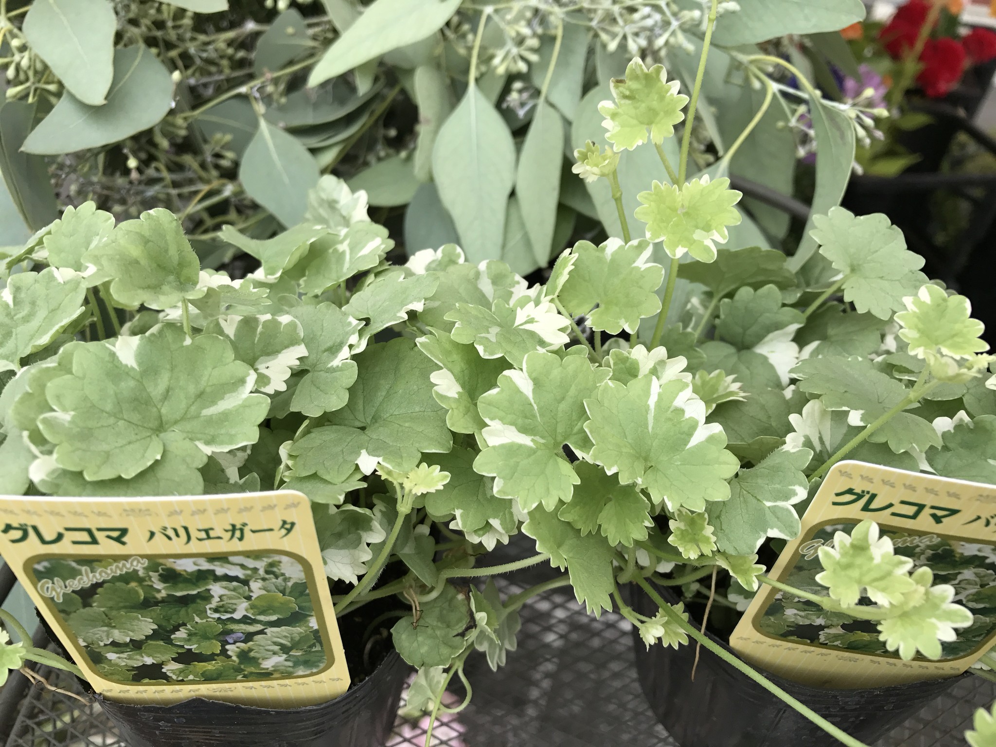 グレコマ バリエガータ ヨーロッパ原産の常緑多年草です Mille Keiteflowers ミル ケイトフラワーズ グレコマ バリエガータ ヨーロッパ原産の常緑多年草です Mille Keiteflowers ミル ケイトフラワーズ