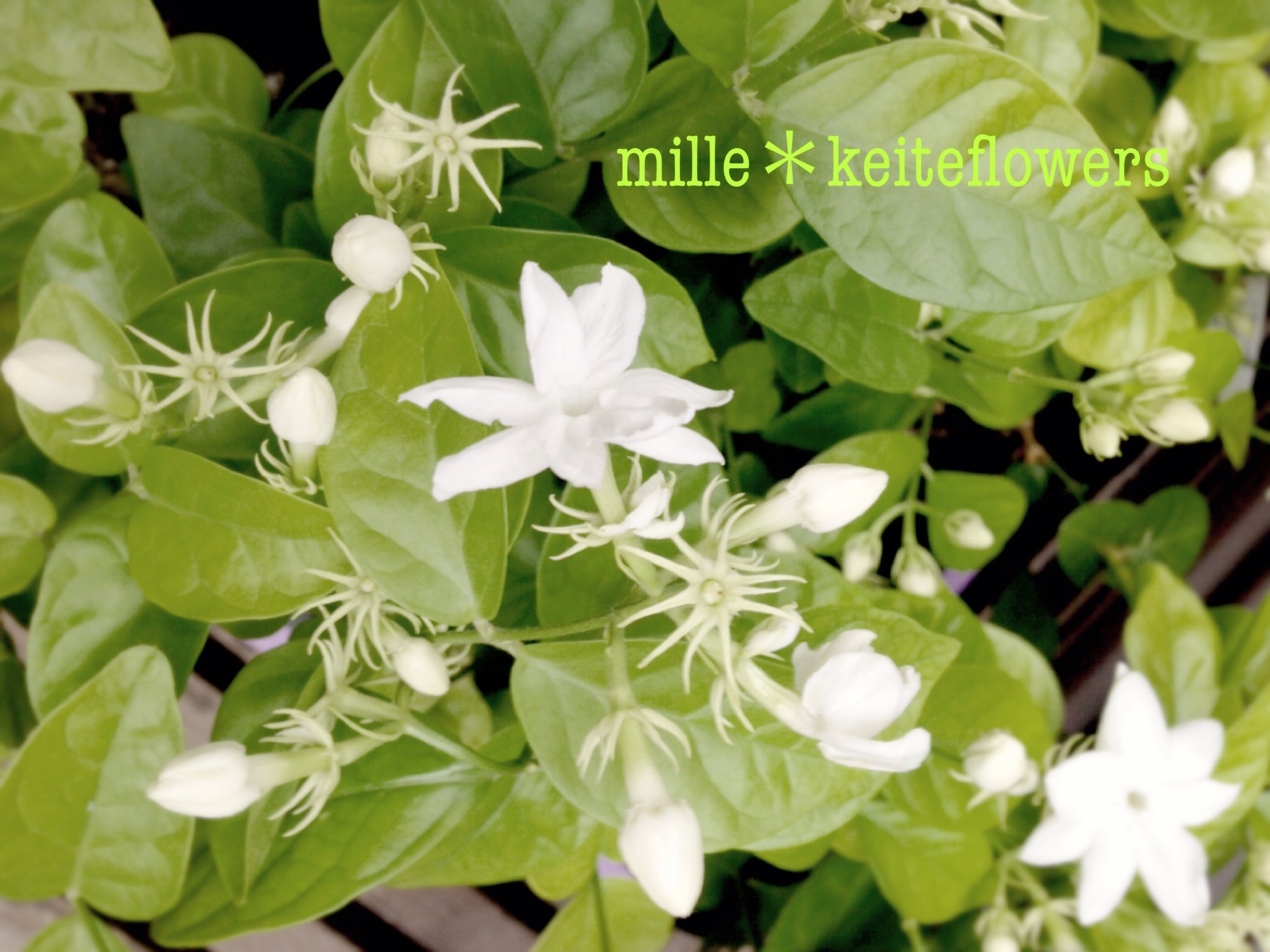 マツリカ アラビアンジャスミン ツル性の常緑低木です Mille Keiteflowers ミル ケイトフラワーズ