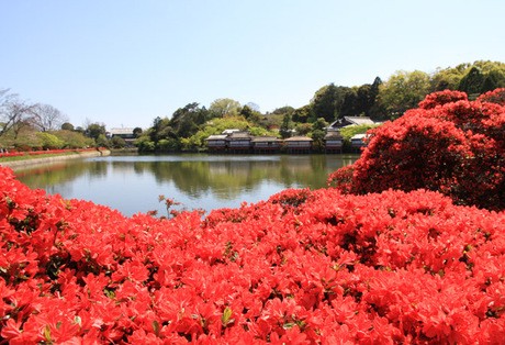 つつじの花が咲きたるが如く Andy S Shop