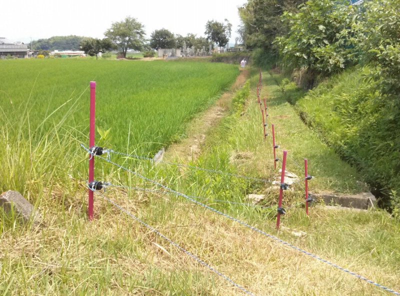 栽培日記 イノシシ対策に電気柵 櫻井農園 加西農家ふるさと直送便 栽培日記 イノシシ対策に電気柵 櫻井農園 加西農家ふるさと直送便