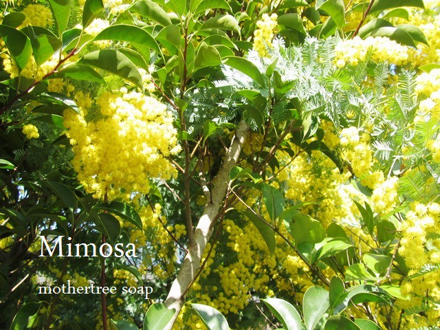 3月8日はミモザの日 手づくり石鹸の店 マザーツリー