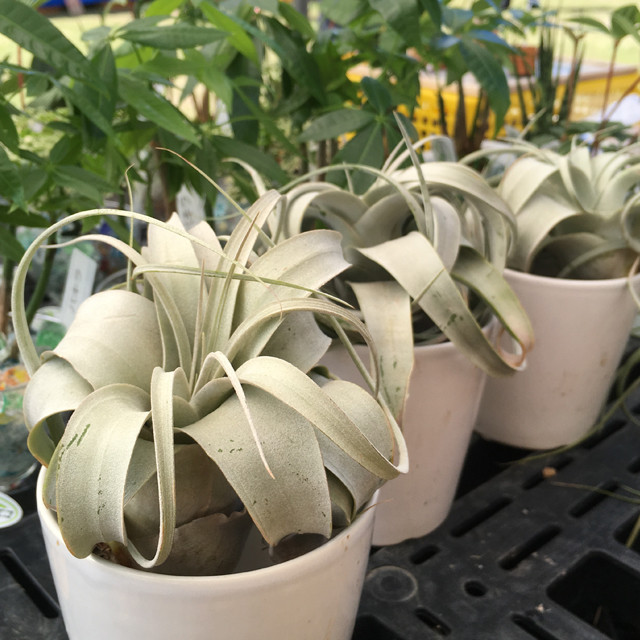 可能性は無限大 エアープランツの 王様 キセログラフィカで あなたらしいグリーンライフを W Plants