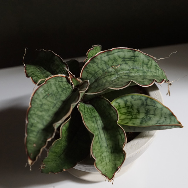 あのnasaも認めた 空気清浄効果が高いあの植物 W Plants