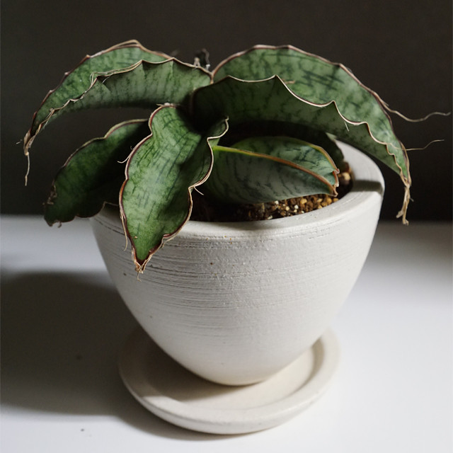 あのnasaも認めた 空気清浄効果が高いあの植物 W Plants