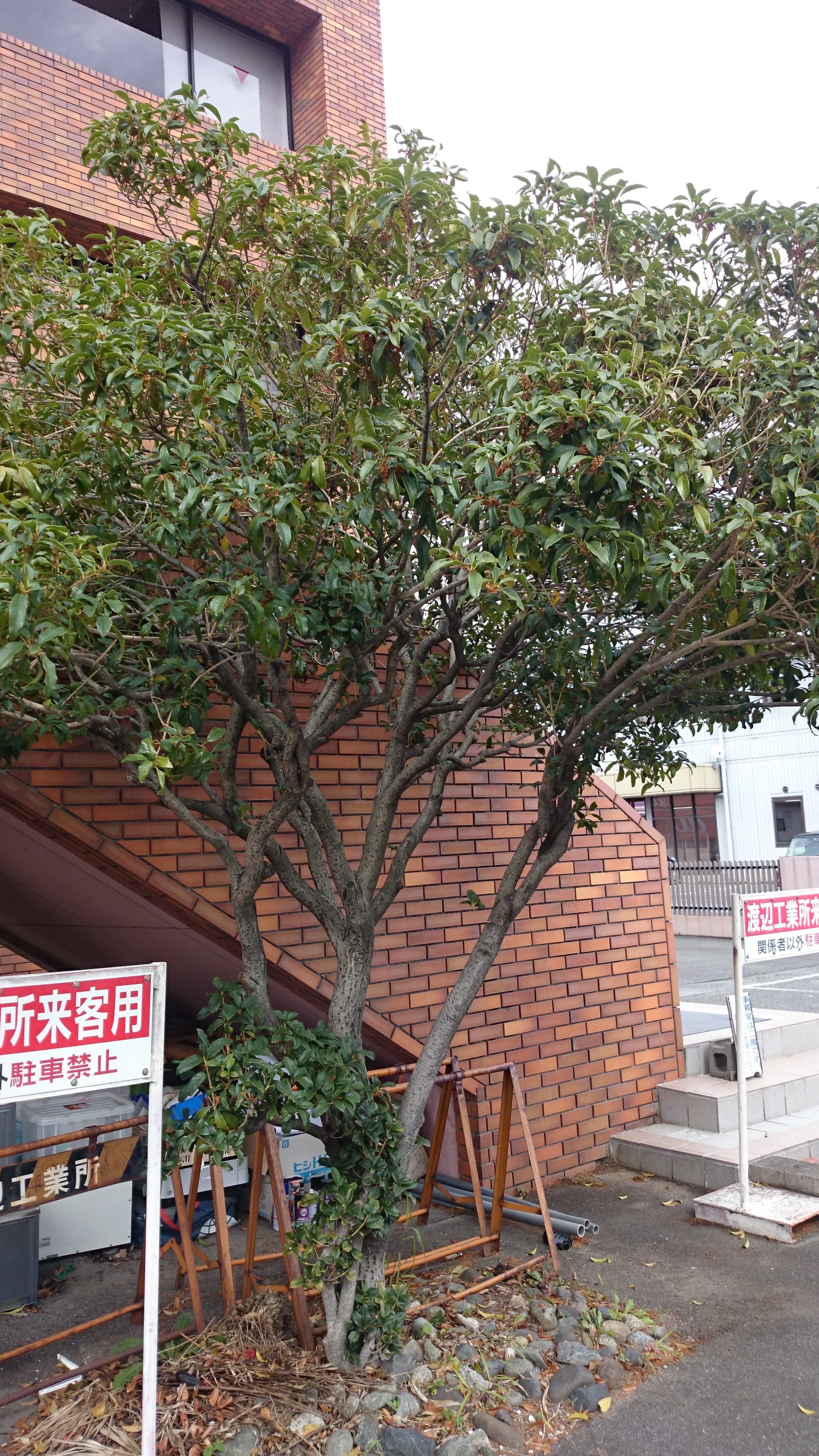 ささやかながらのおまけ企画 三橋ラボ アイワ創造研究所