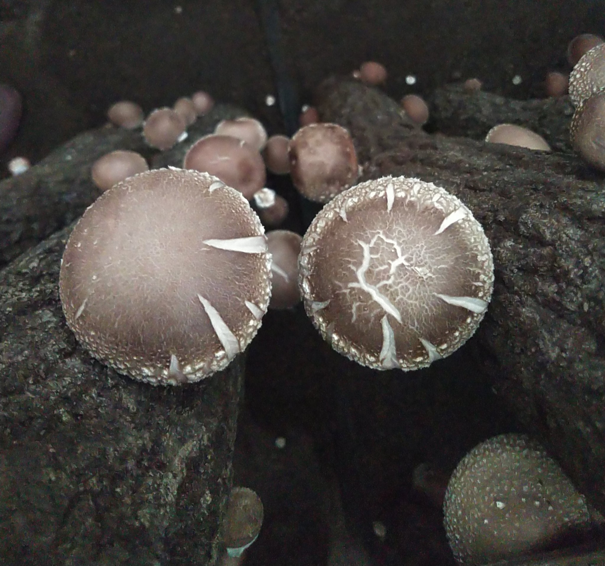 原木椎茸でバーベキューしましょう とちぎの原木しいたけ 君嶋きのこ園