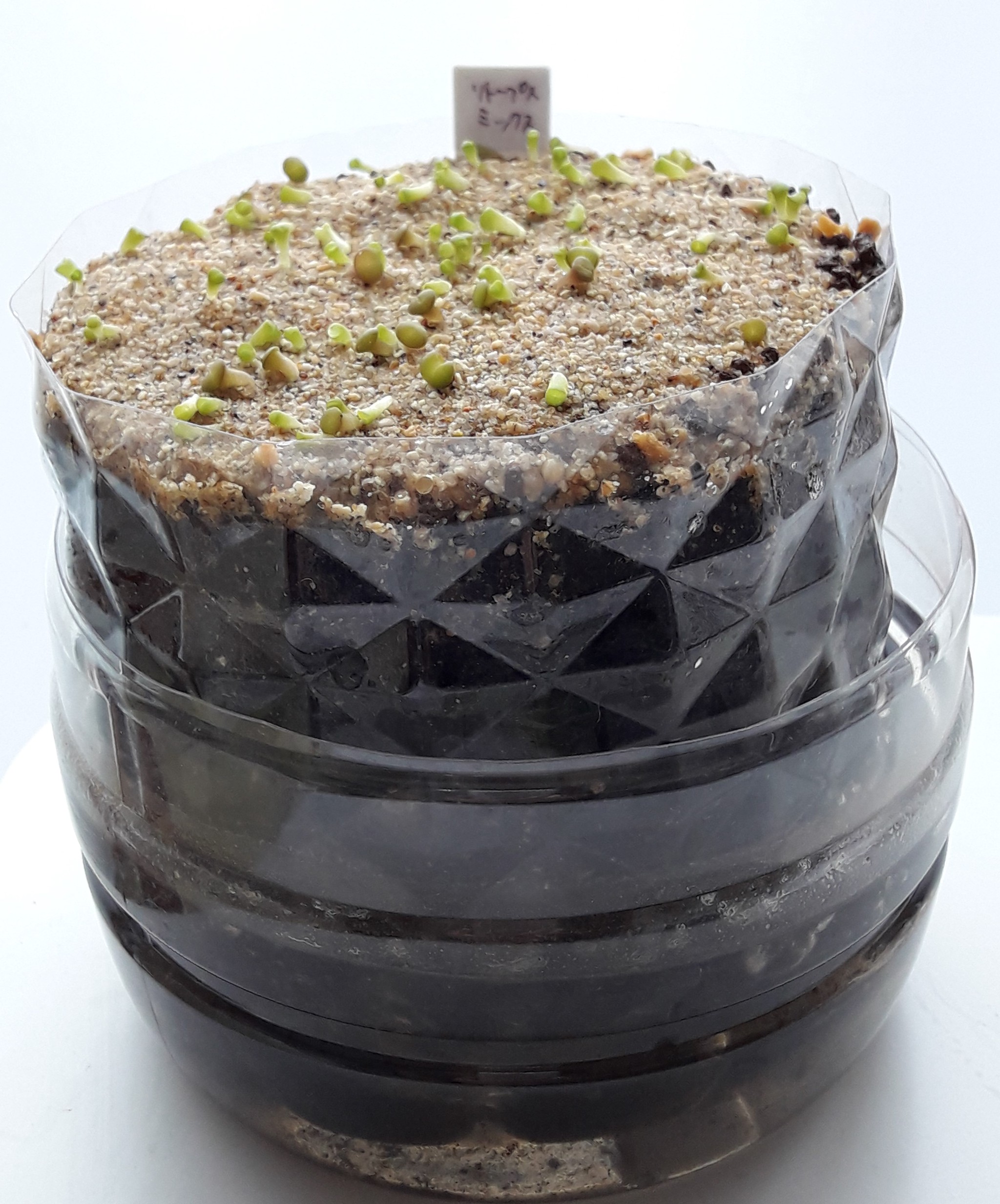 ペットボトルを再利用 リトープスの種まきその8 リトープスぷりん