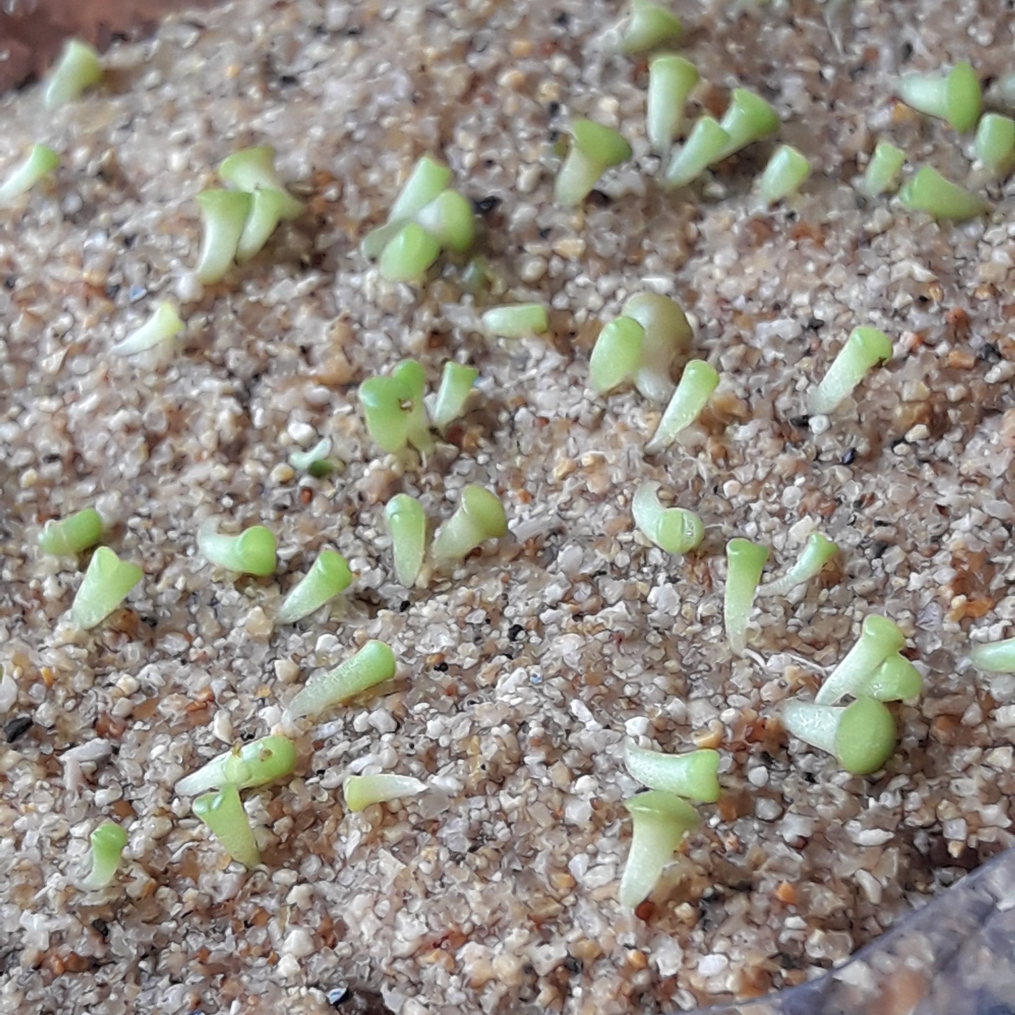 ペットボトルを再利用 リトープスの種まきその7 リトープスぷりん