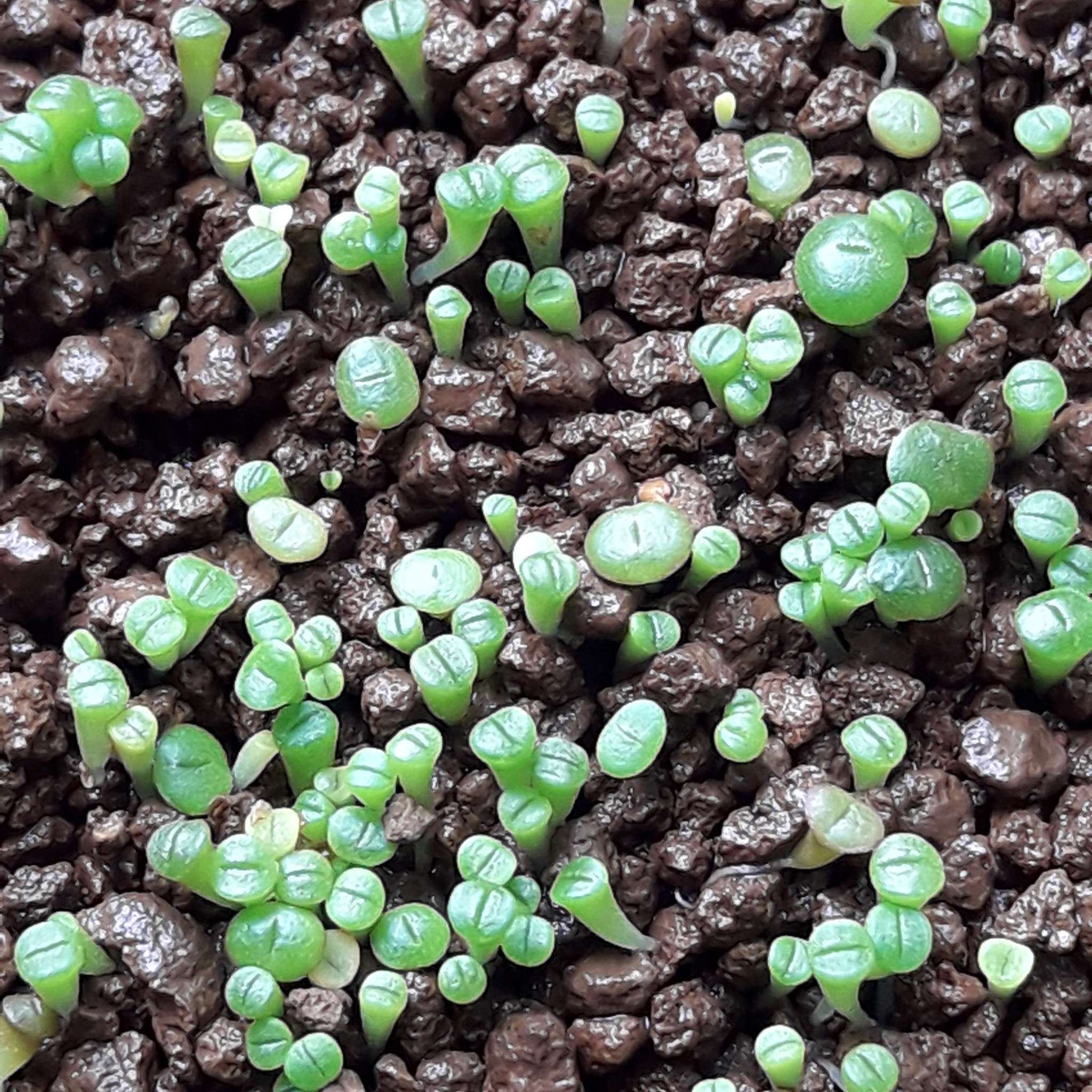 リトープス種子ミックス300粒の種まきその２ リトープスぷりん