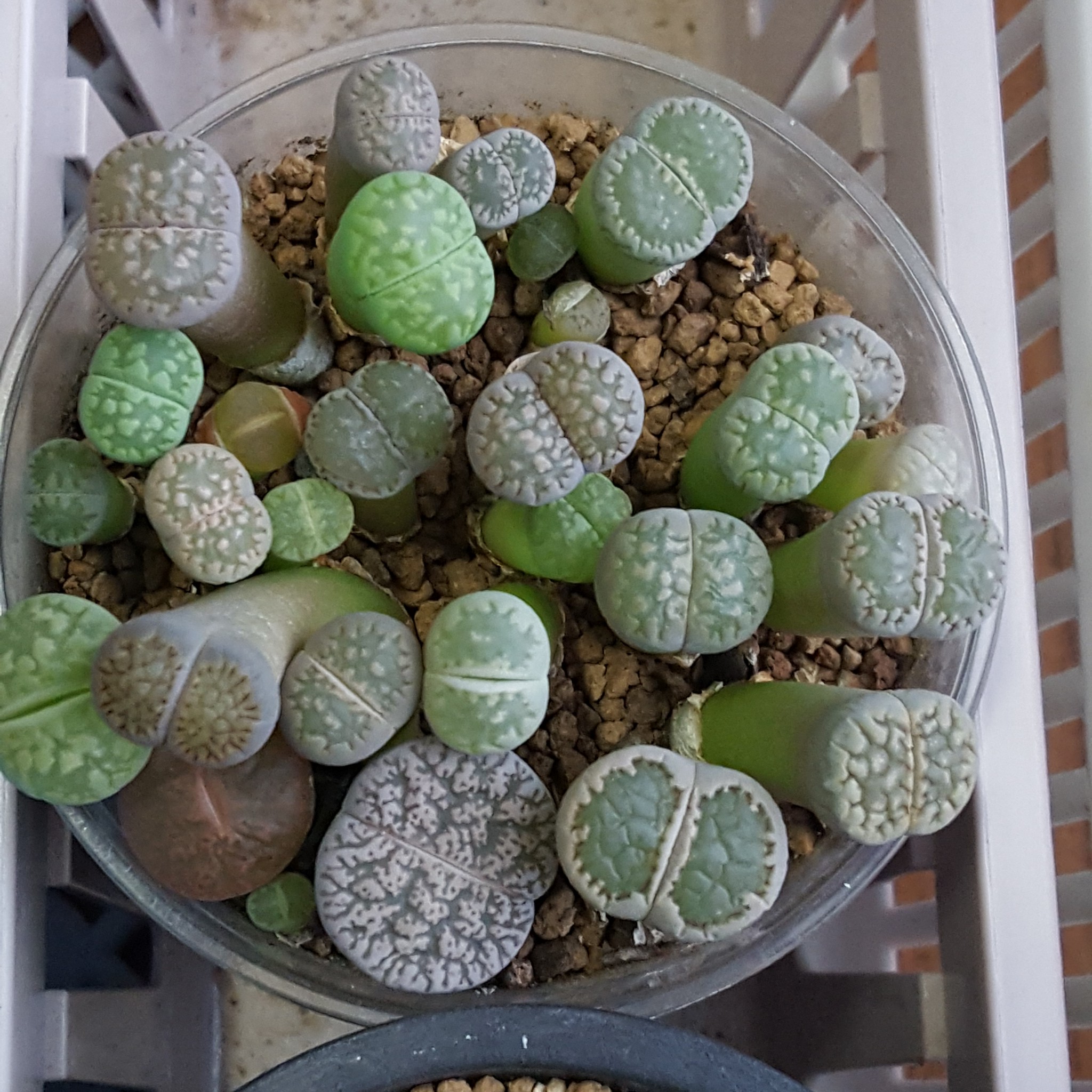 ペットボトルを再利用 リトープスの種まきその15 リトープスぷりん