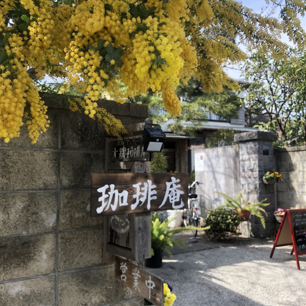 ミモザ咲いてます 大磯珈琲庵 コーヒー豆通販ページ 世界中から厳選されたコーヒー豆１３種類を自家焙煎でお届けします