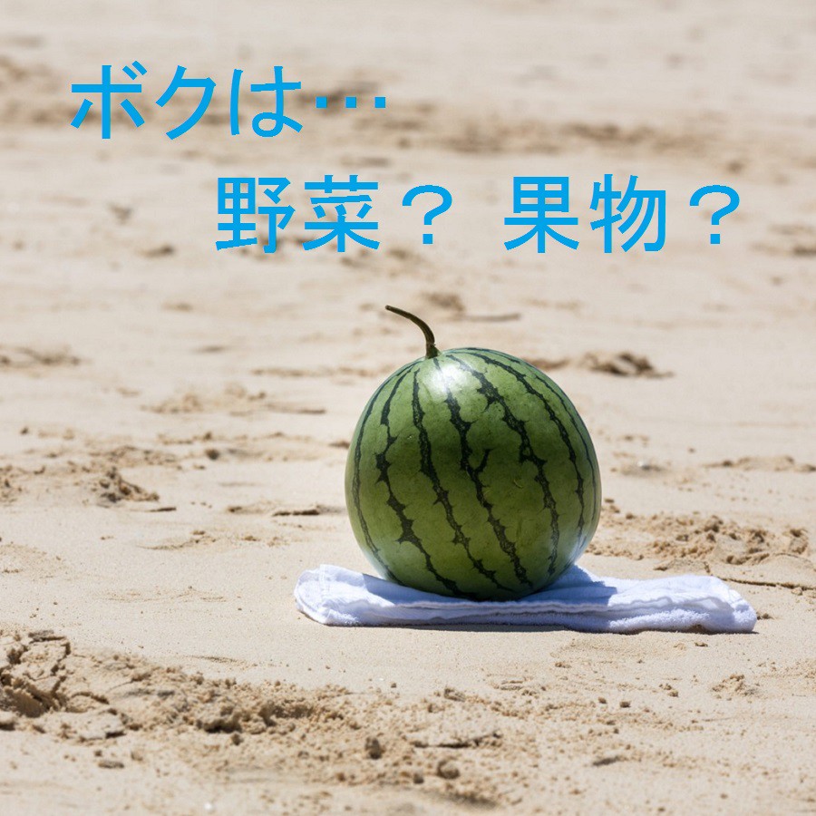 スイカは野菜か果物か Smd Factory アクセサリー 雑貨shop