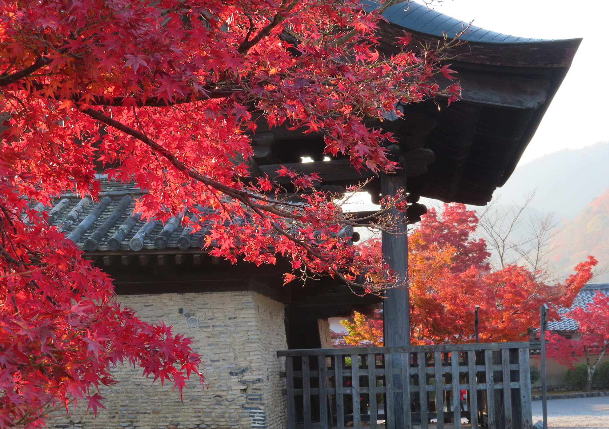 19年京都の紅葉見頃は11月下旬のようです Daichu 大中 ダイチュウ ベジタリアン 京都 ヴィーガンの通販 19年京都の紅葉見頃は11月下旬のようです Daichu 大中 ダイチュウ ベジタリアン 京都 ヴィーガンの通販