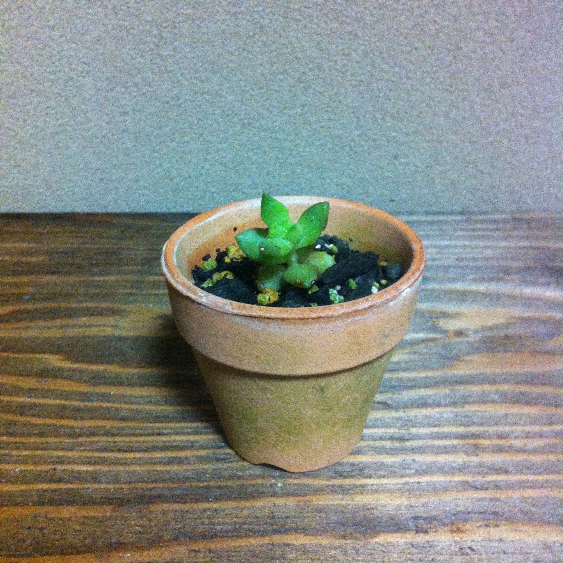 素焼きの鉢植え Fbwm