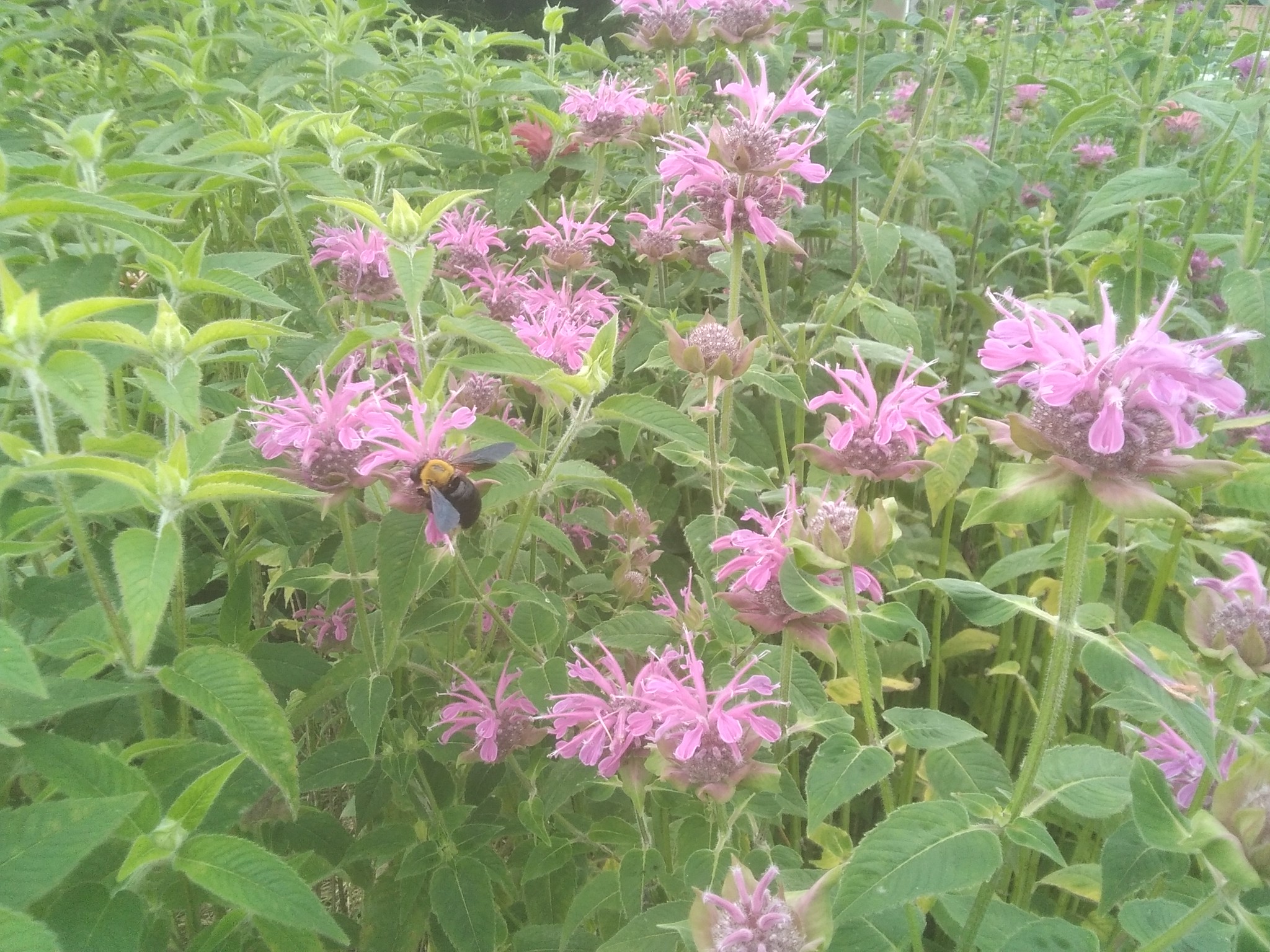 モナルダとエキナセアがさいています 西森ファーム ナチュラルハーブストア