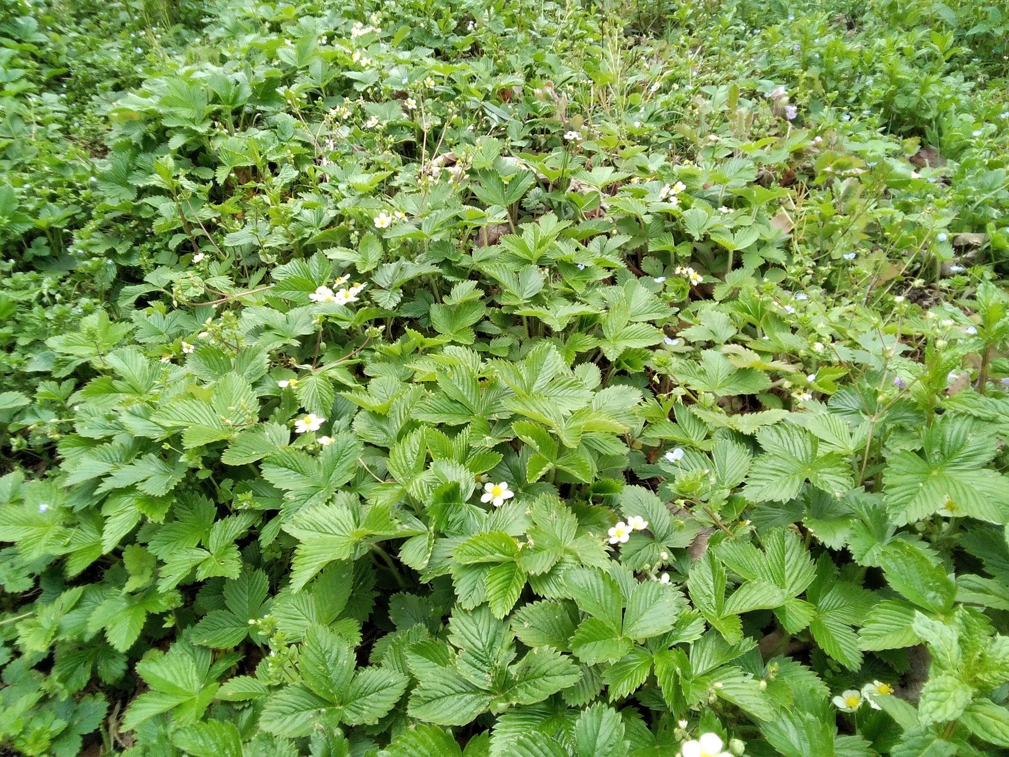 ワイルドルッコラとチャービルがとれます 西森ファーム ナチュラルハーブストア