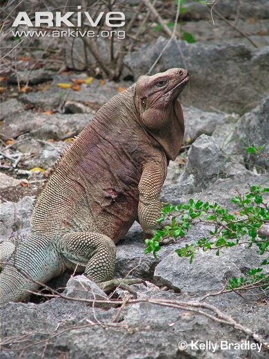 Lacoste Endangered Species Samsara For the first time in its history, french fashion brand lacoste is switching out its iconic crocodile logo for 10 endangered species. lacoste endangered species samsara