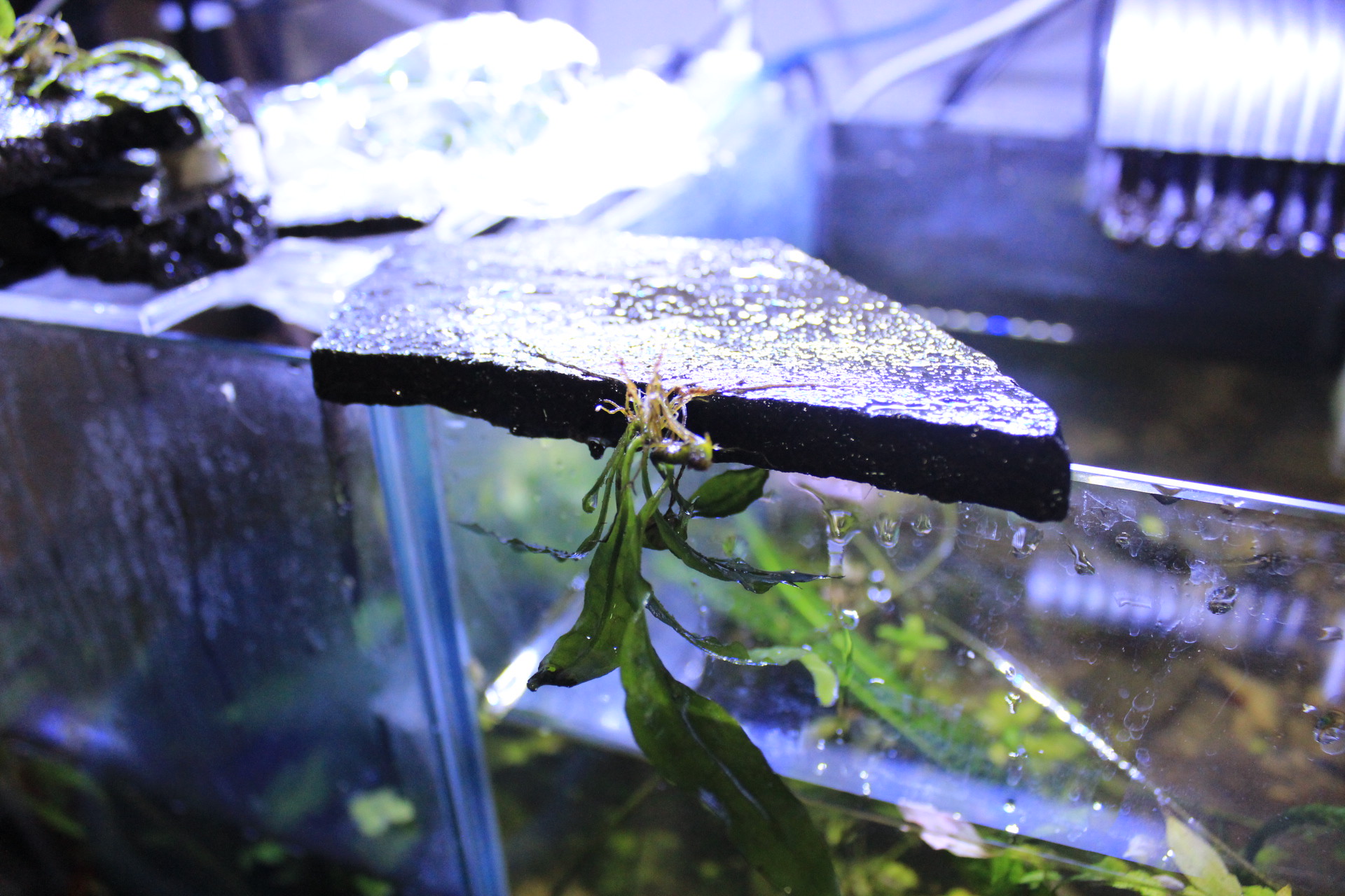 引っ越し アクアリウム 流木活着 アクアアマチュアショップaquafarm