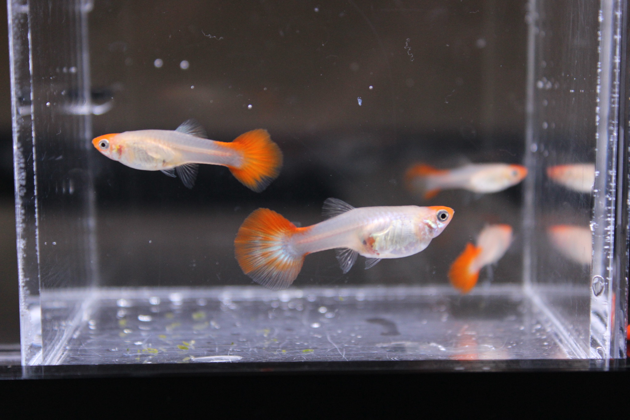 丹頂グッピーの飼育始めました 序 アクアアマチュアショップaquafarm 丹頂グッピーの飼育始めました 序 アクアアマチュアショップaquafarm