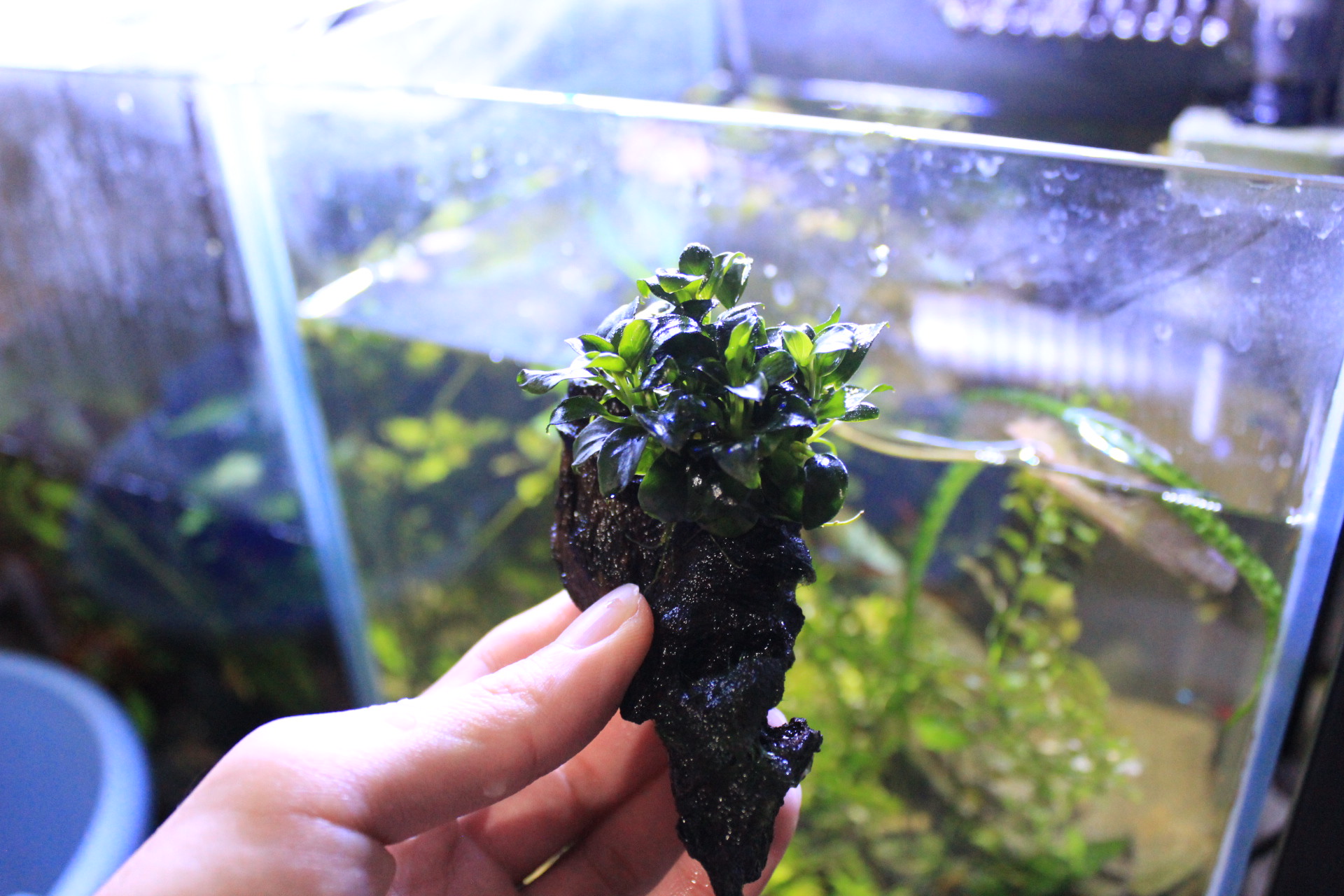 引っ越し アクアリウム 流木活着 アクアアマチュアショップaquafarm 引っ越し アクアリウム 流木活着 アクアアマチュアショップaquafarm