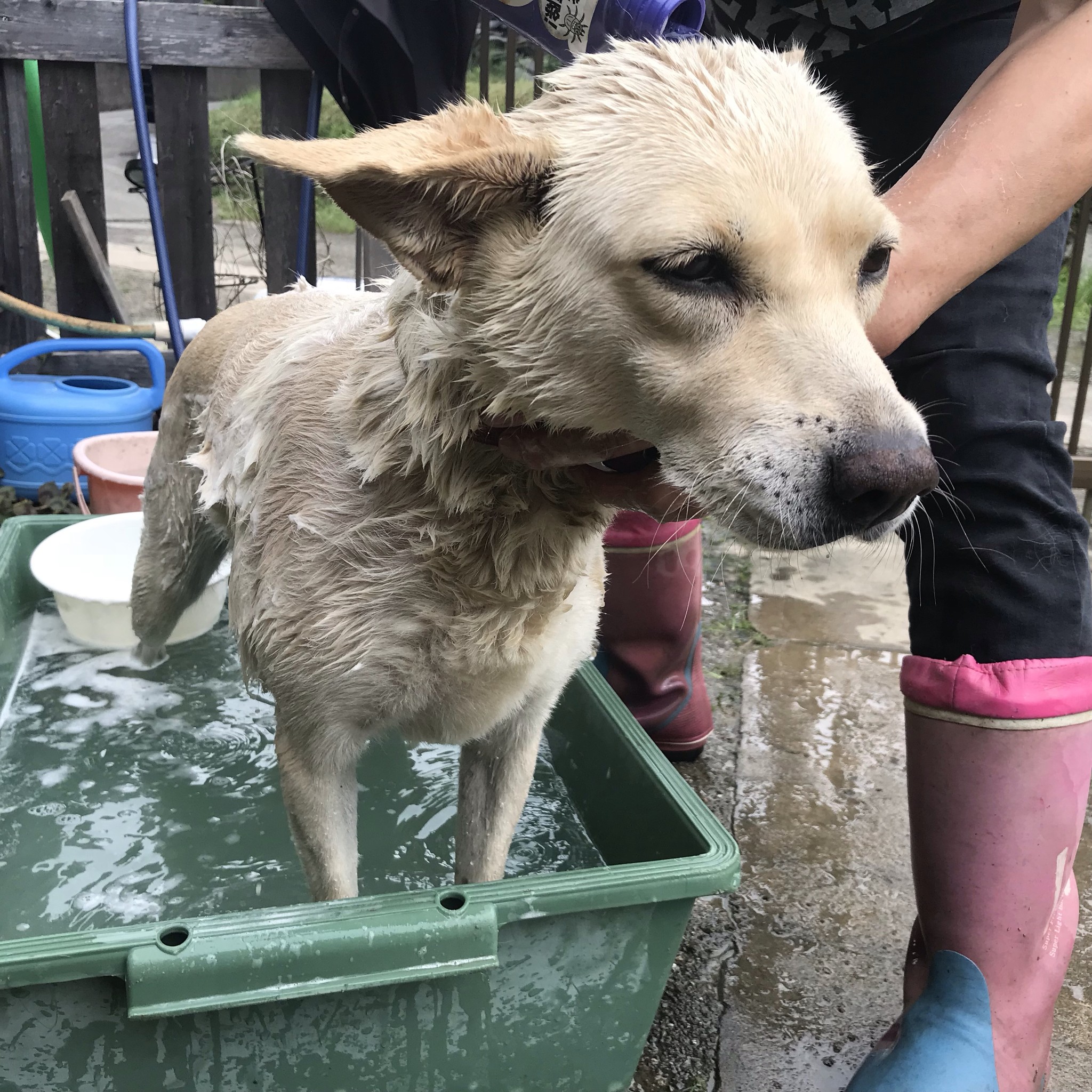 水浴びはあんまり好きじゃない 八つ葉農園